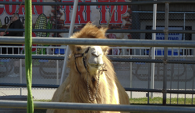 Indio Riverside County Fair camel (#1466)