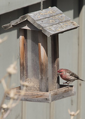 Male House Finch