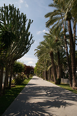 Palm Trees In Elche