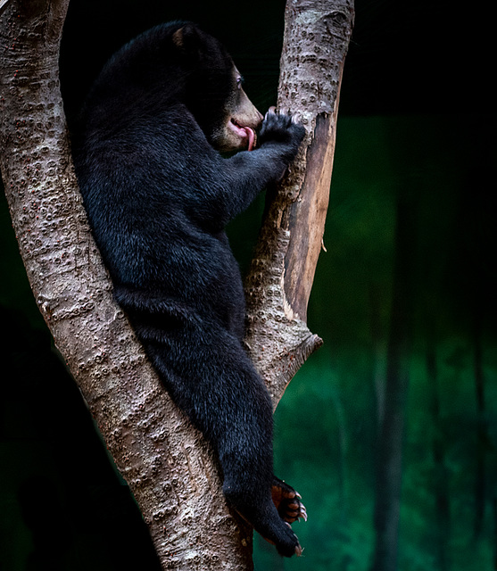 Sun bear cub3