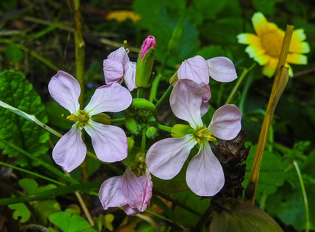 20210823 2543CPw [D~LIP] Garten-Rettich (Raphanus sativus), Bad Salzuflen