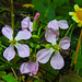20210823 2543CPw [D~LIP] Garten-Rettich (Raphanus sativus), Bad Salzuflen