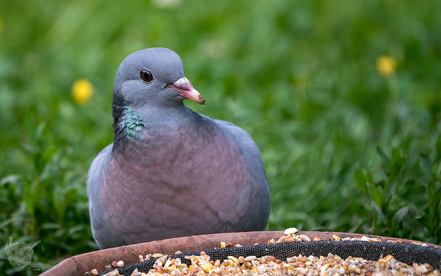 Dove 2