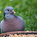 Dove 2