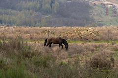 Niederzier - Sophienhöhe und Tagebau Hambach Niederzier - Sophienhöhe und Tagebau Hambach