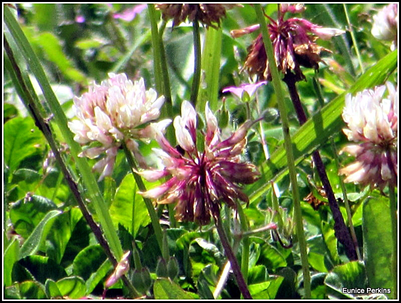 Clover Blooming