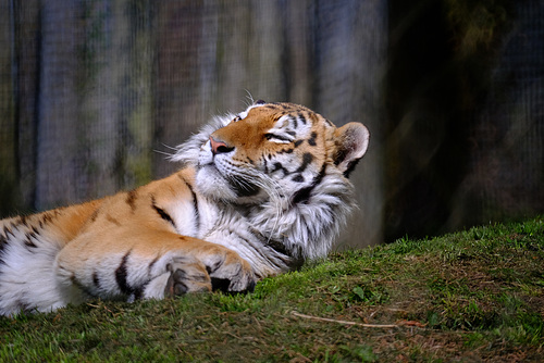 Marwell Zoo Tiger 2 XT1 300mm