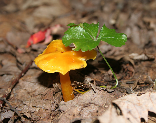 hygrophore jaune orangée