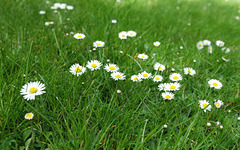 Pâquerettes du jardin