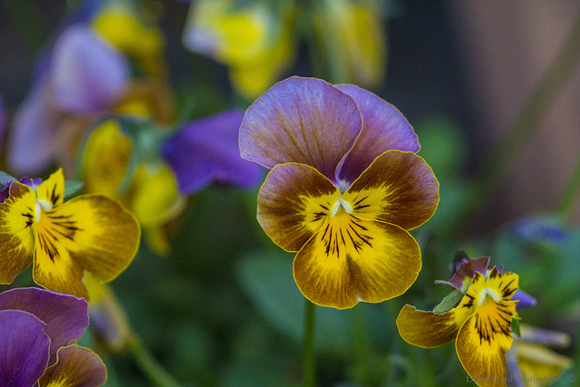 Pansies.