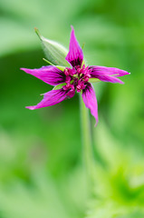 Geranium