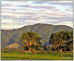 Early Morning Light.