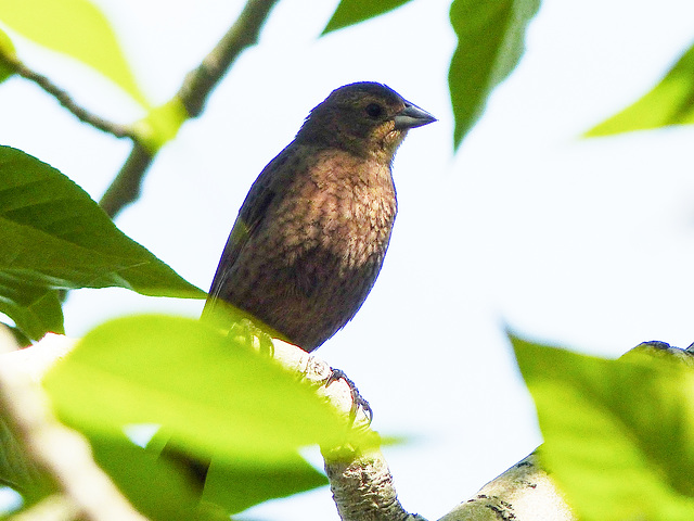 Swainson's Thrush