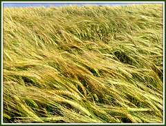 Barley in the breeze