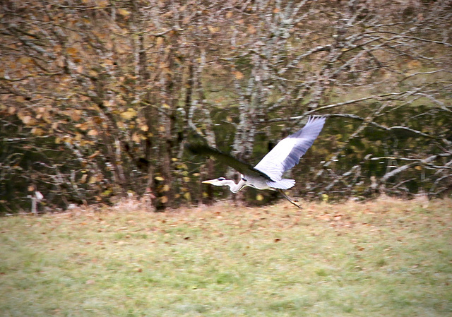 Graureiher an der Donau