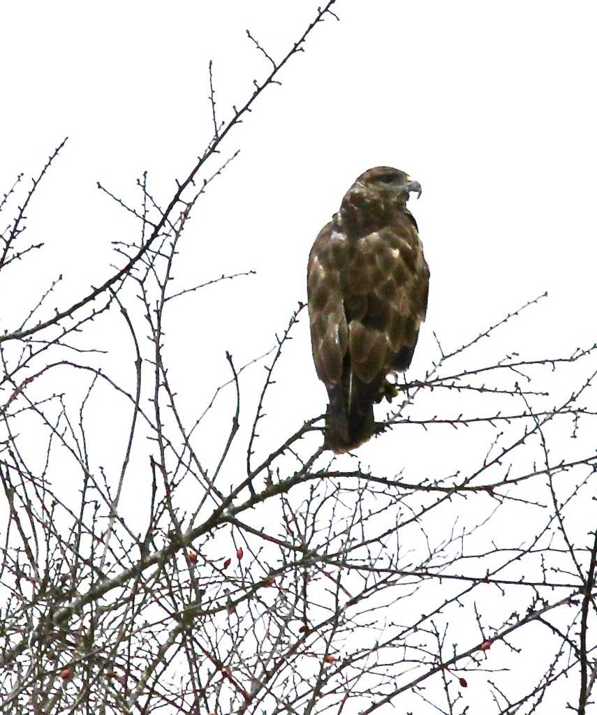 Greifvogel (Bussard?)