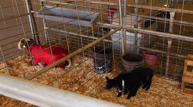 Indio Riverside County Fair goats (#1471)