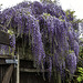 Wisteria all over the fence