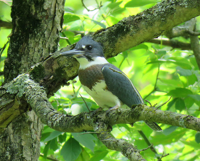 Belted Kingfisher, male