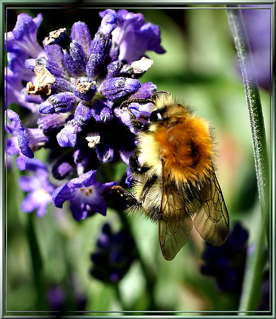 Ackerhummel an Lavendel. ©UdoSm