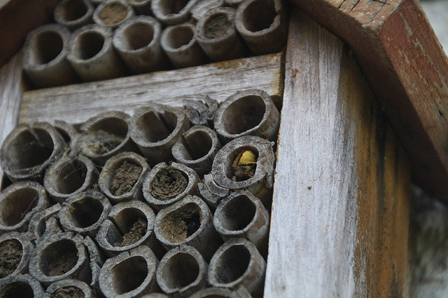 Solitary bees building nests
