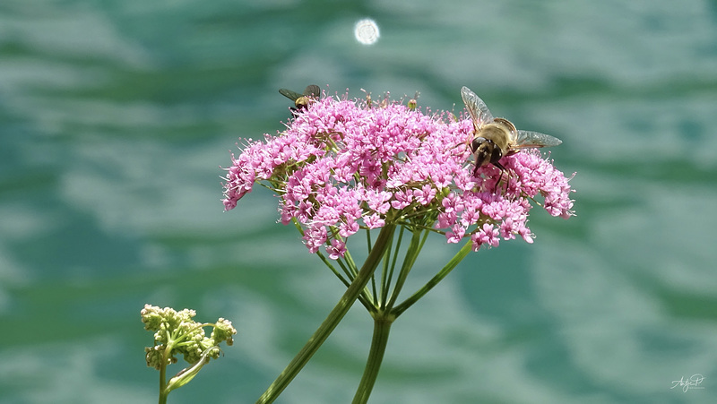 pink pimpinella