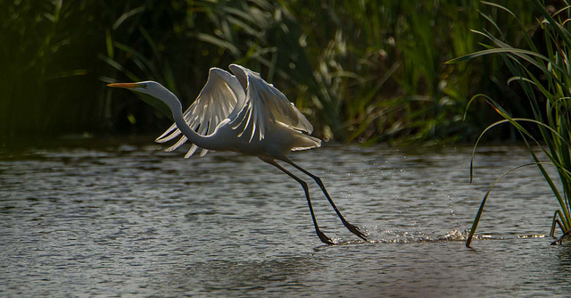 Great white egret