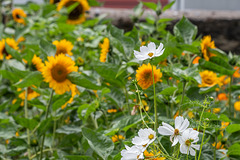Weiße Cosmea