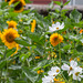 Weiße Cosmea