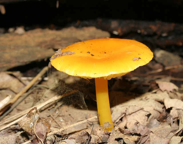 hygrophore jaune orangée