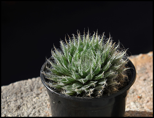 Haworthia bolusii (9)