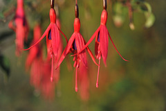 Fuchsias