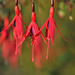 Fuchsias