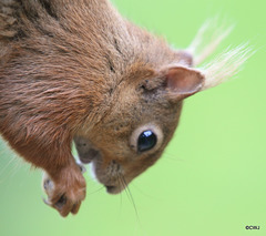 Red Squirrel having breakfast