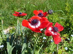 fleurs du jardin fleurs du jardin