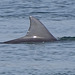 DSC05096a - boto-da-tainha Tursiops truncatus gephyreus, Cetaceae