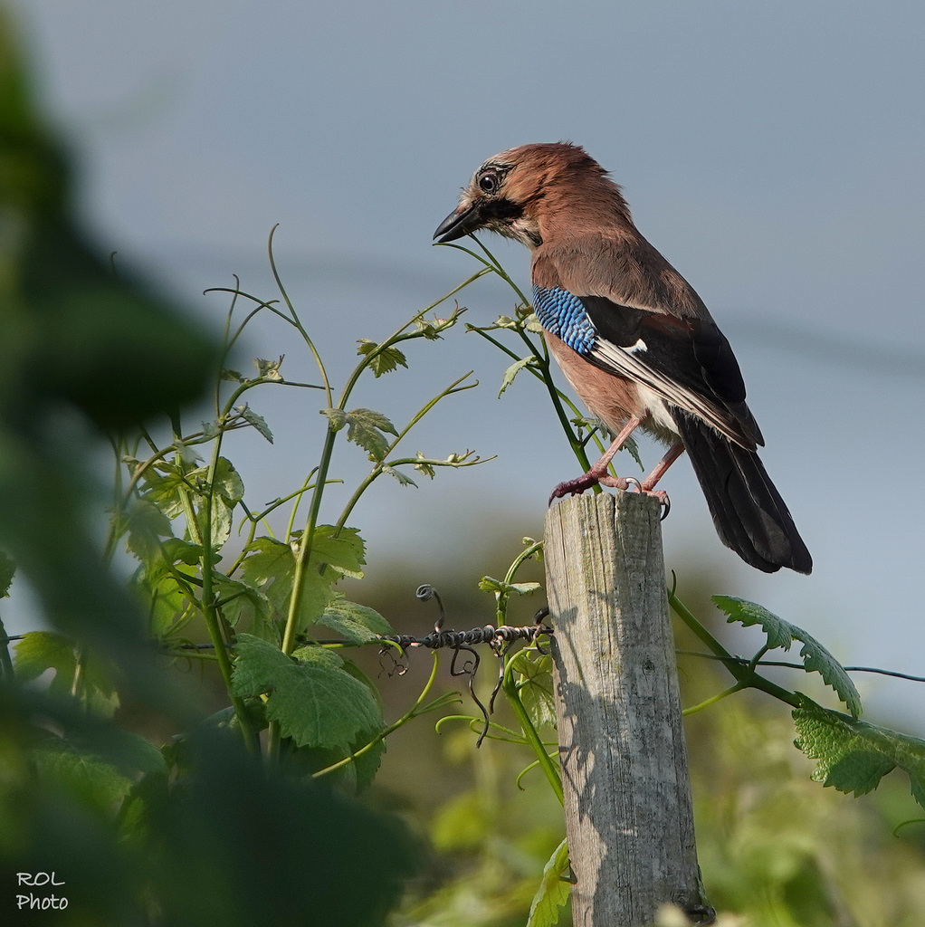 Surpris dans mes vignes..