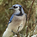 Day 9, Blue Jay, Tadussac, Quebec