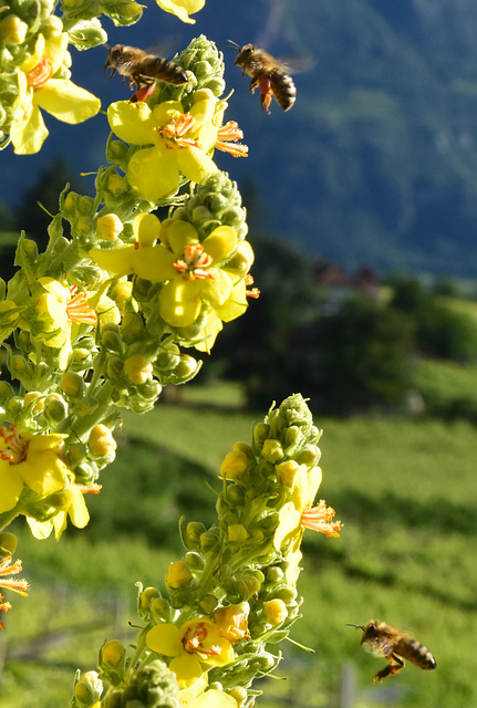 Königskerze und 3 Bienen