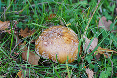 Perlpilz