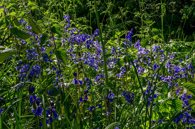 Bluebells at Rivacre Valleyvr5