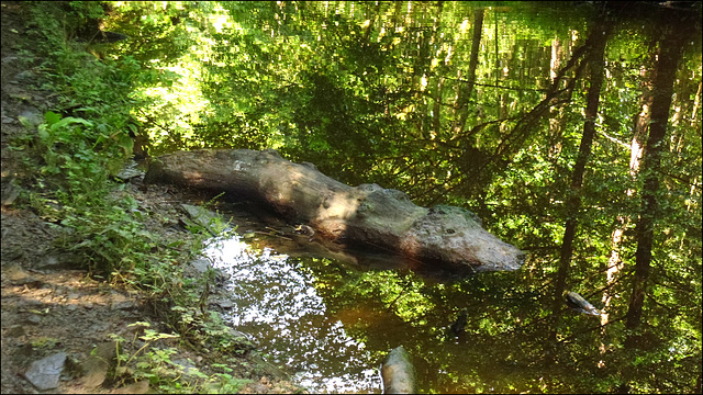 Greater Spotted Wood Snake