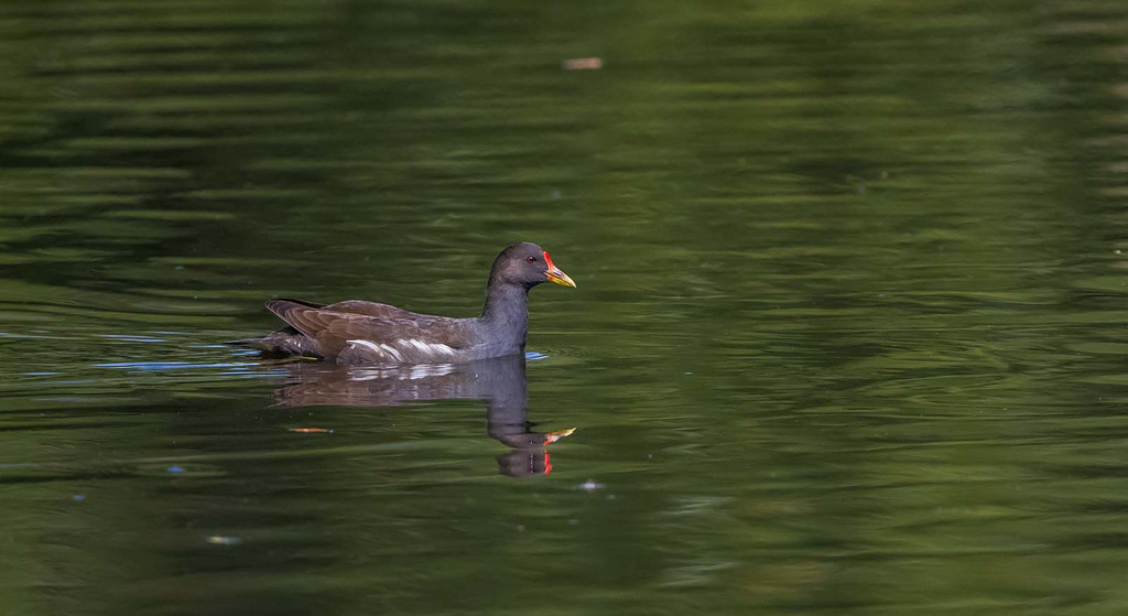 Moorhen