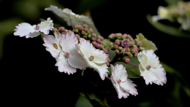 Hydrangea japonais