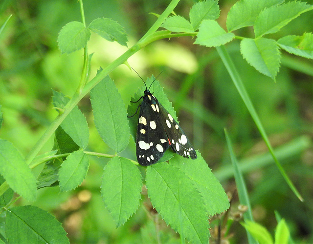 Scarlet Tiger Moth - Callimorpha dominula