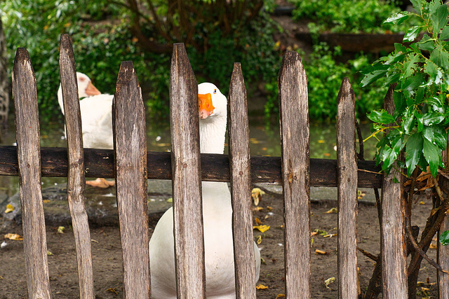 Gans - ganz neugierig