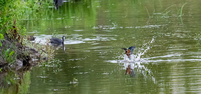 Kingfisher emerging from a pool