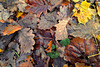 Eichenwald im Winter - Oak forest in winter