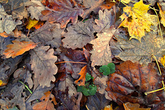 Eichenwald im Winter - Oak forest in winter