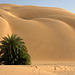 Resilient palm trees.